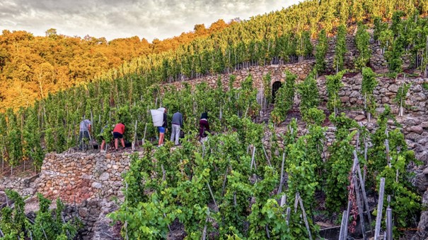 domaine viticole rhône